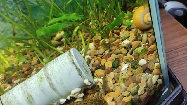 раки смотреть онлайн