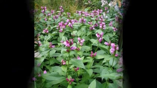 Calvin - Pink Turtlehead смотреть онлайн