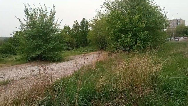 полынь в магии, как ведьму учат духи,как выглядит полынь горькая, когда нужно собирать полынь смотреть онлайн