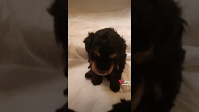 щенок смотреть онлайн