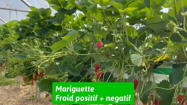 Mariguette technique смотреть онлайн