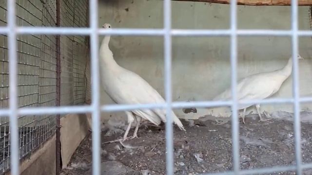 УЙ ШАРОИТИДА ТОВУС ВА КИРГАУЛ БОКИШ смотреть онлайн