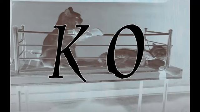 K O - Slim,Q,Kappa,RG смотреть онлайн