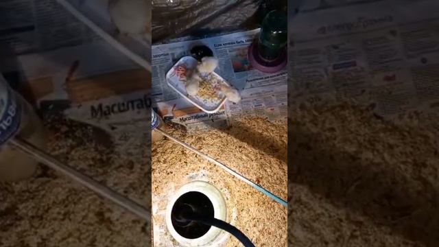 Самодельный инкубатор /цыплята голошейки смотреть онлайн