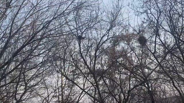 Гнездо Вороны смотреть онлайн