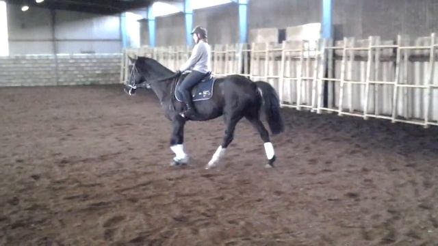 Milly - Dressage Anywhere - Elementry 50 смотреть онлайн