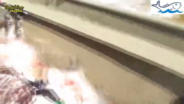 TAK PERLU MEMANCING DI SUNGAI INI, IKAN MELONCAT SETIAP ADA PERAHU LEWAT смотреть онлайн