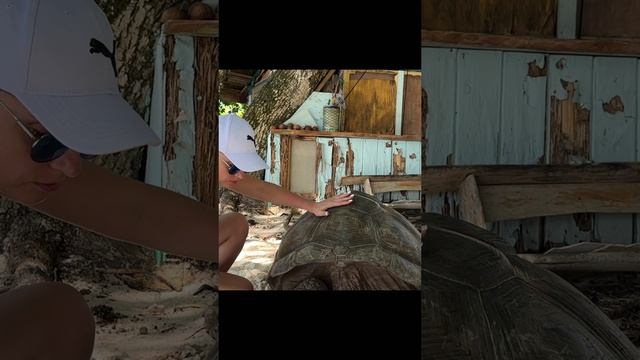 Гиганская черепаха на пляже острова Ладиг