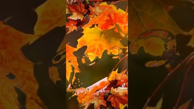 #ОСЕНЬ #ДЛЯТЕБЯ 🍁🍁🍁 смотреть онлайн