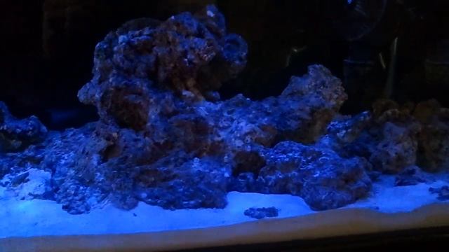 29 gallon saltwater reef tank setup (moonlight effect) смотреть онлайн
