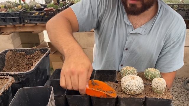 TRANSPLANTE DE CACTUS Y ESQUEJÉ DE SUCULENTAS EXÓTICAS смотреть онлайн