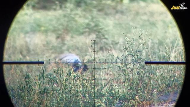 Dove, Pigeon, Green Pigeon and Grey Francolin Hunting With Airgun смотреть онлайн