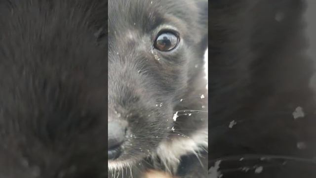 #139 Малышки с мамой на первой прогулке после карантина. Марта, Мими и Нюша. смотреть онлайн