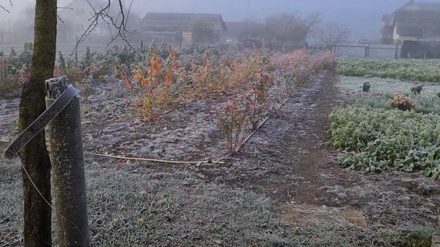 Утро туманное... смотреть онлайн
