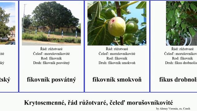 Krytosemenné, řád růžotvaré, čeleď morušovníkovité fíkovník chlebovník angiosperms maklura obecný смотреть онлайн