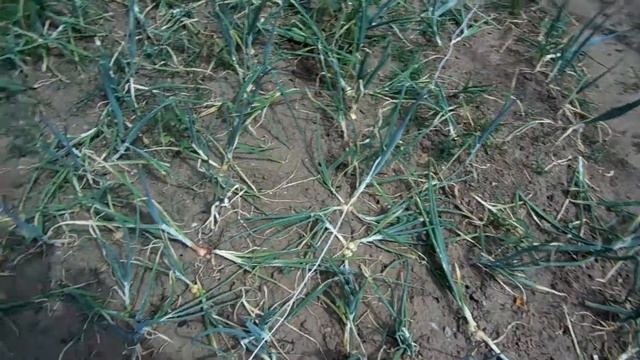 Тест АТАС 120 смотреть онлайн