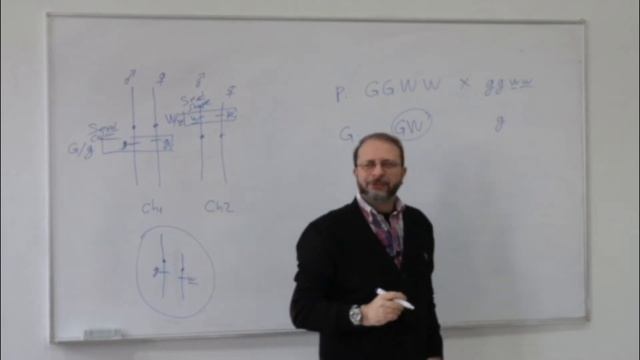 Mendel Genetiği-1: Gen - Kromozom - Lokus. Mayoz - Genetik Bağlantısı смотреть онлайн