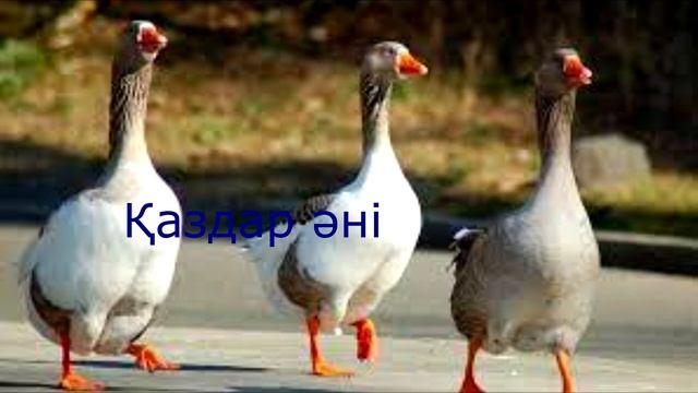 Қаздар әні. Әннің минусы - 2000тг. WhatsApp: 8-701-379-98-08 смотреть онлайн