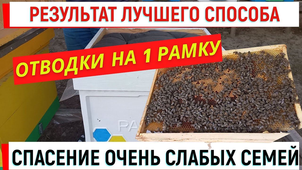 Результат ЛУЧШЕГО способа спасения ОЧЕНЬ СЛАБЫХ семей. Однорамочные отводки. смотреть онлайн