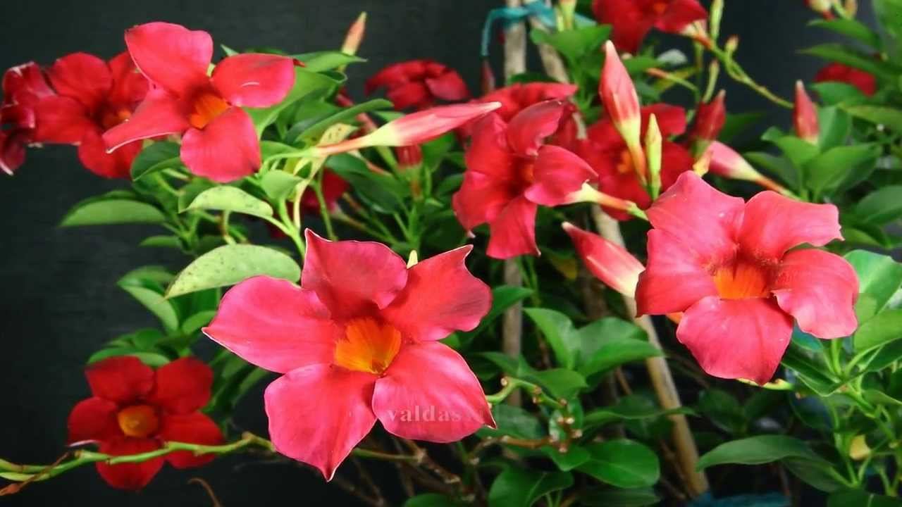 Flora Lapse Hit смотреть онлайн