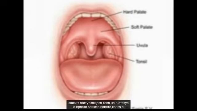 11th health workshop The Head Uvula & Thalamus смотреть онлайн