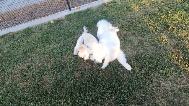 Коротенько о любви и дружбе смотреть онлайн