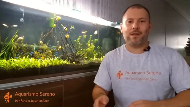 O Que é Aquarismo Sereno? смотреть онлайн