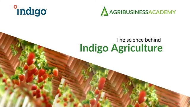 Indigo Agriculture ($1 billion company) Business Model смотреть онлайн