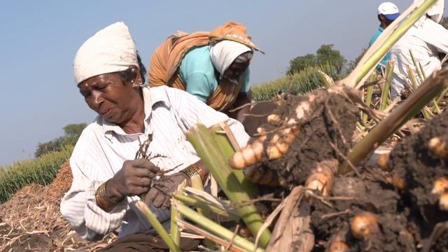 TURMERIC WEALTH OF TELANGANA 3 Mints смотреть онлайн