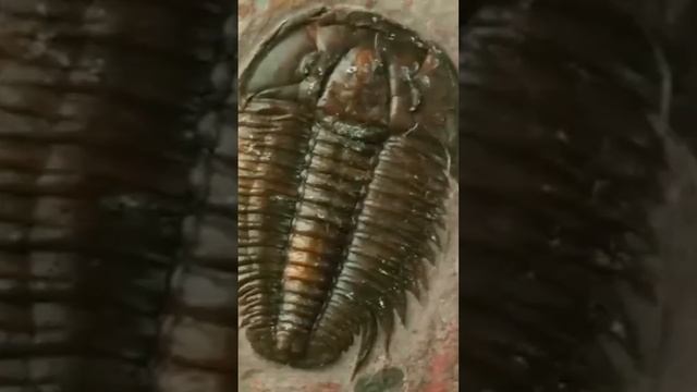 La stella delle ere geologiche lontane #documentario #terra смотреть онлайн
