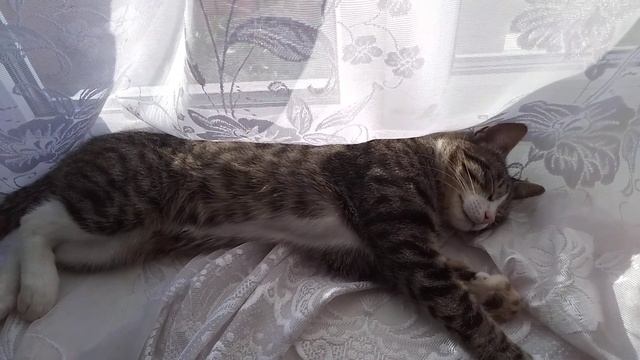 Котик спит . ДОМАШНИЕ ЖИВОТНЫЕ.