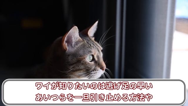（Gの写真なし！）ゴキブリにちょっと詳しいけど質問ある？【2ch面白いスレ】【ゆっくり解説】 смотреть онлайн