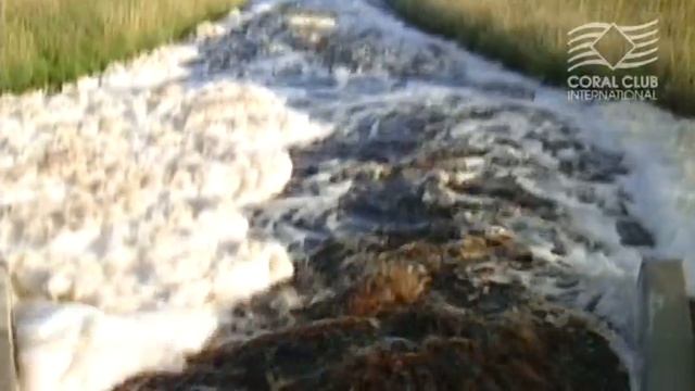 Coral Water ENGLISH смотреть онлайн