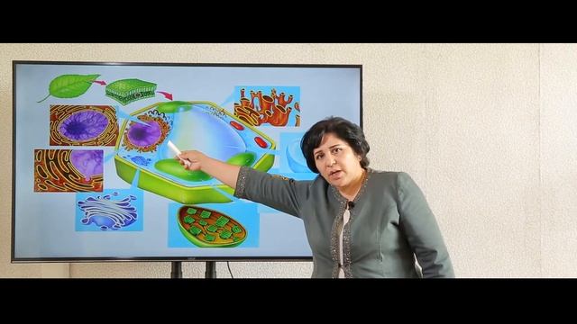 Mavzu: Hujayra tuzilishi, hujayra organoidlari va ularda boradigan jarayonlar