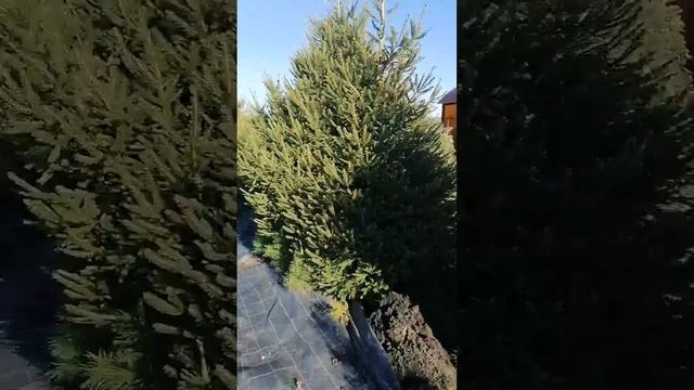 Доброе утро! 💎 Свежее видео из питомника. Начали копать ели из грунта! смотреть онлайн