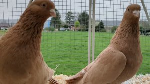 Принудительное спаривание голубей. Делюсь опытом.