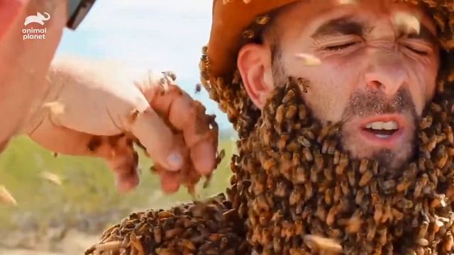 Невероятные эксперименты с пчелами на теле смотреть онлайн