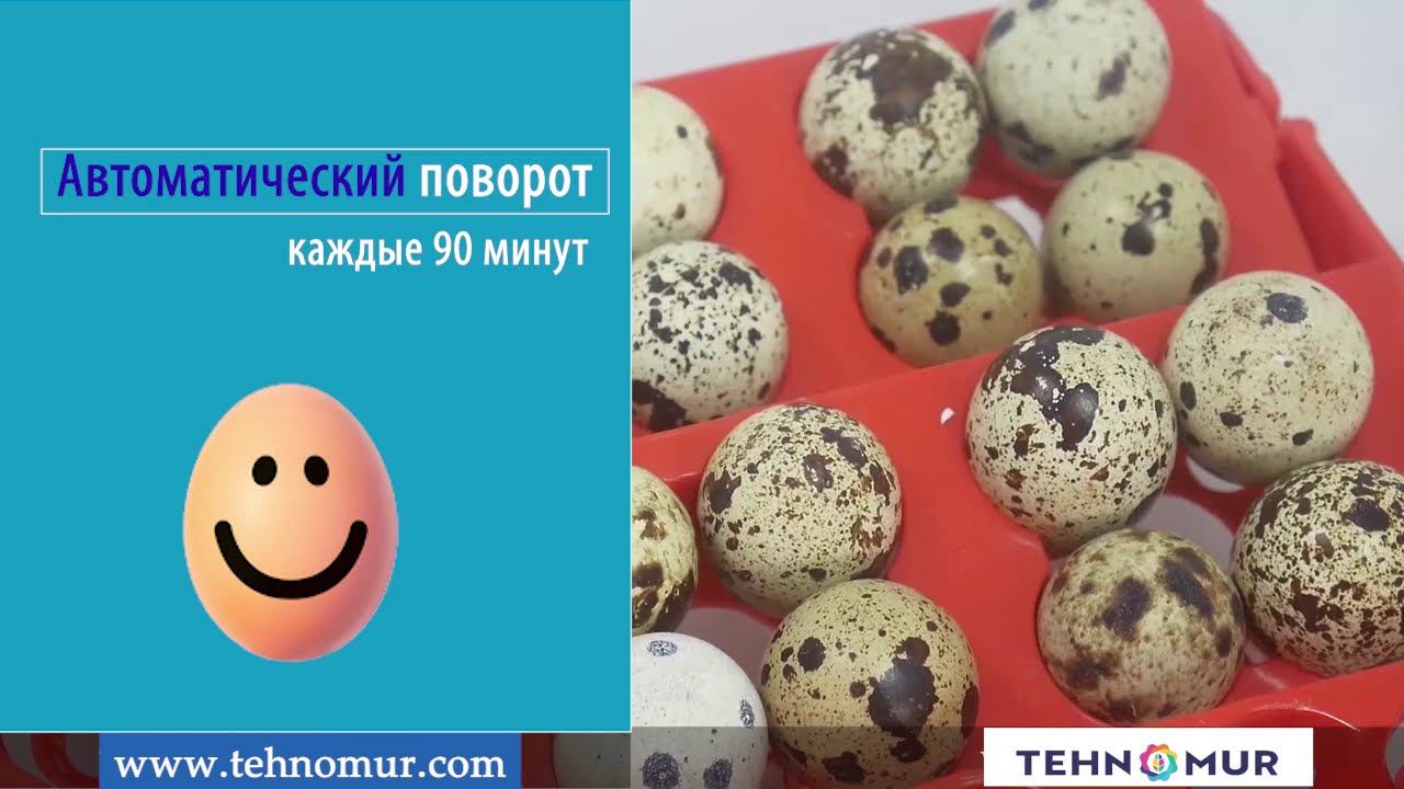 Автоматический инкубатор MS-36/144 смотреть онлайн