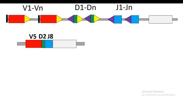 TCR gene rearrangements смотреть онлайн