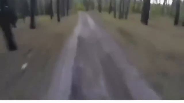 Опасный мишка