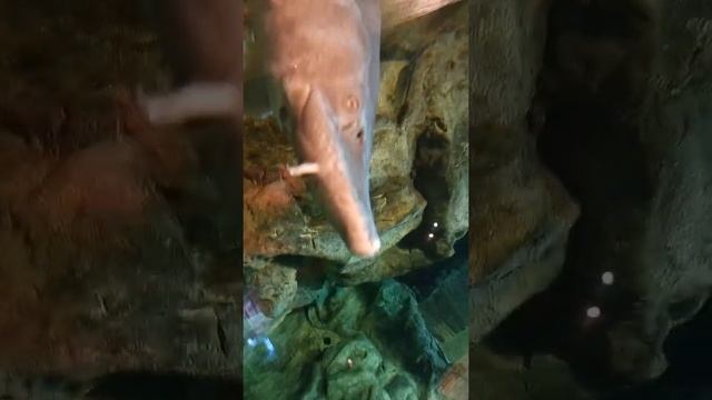 океанариум Спб смотреть онлайн