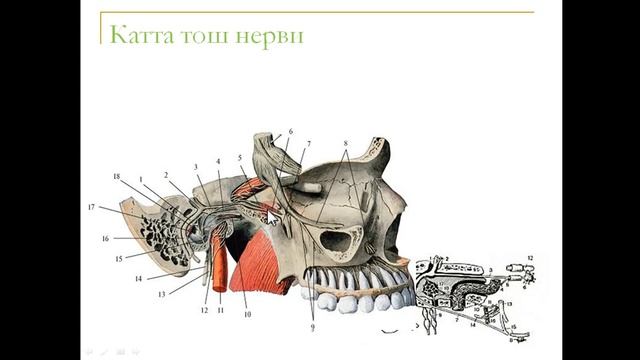 Юз нерви Исаева Н.З смотреть онлайн