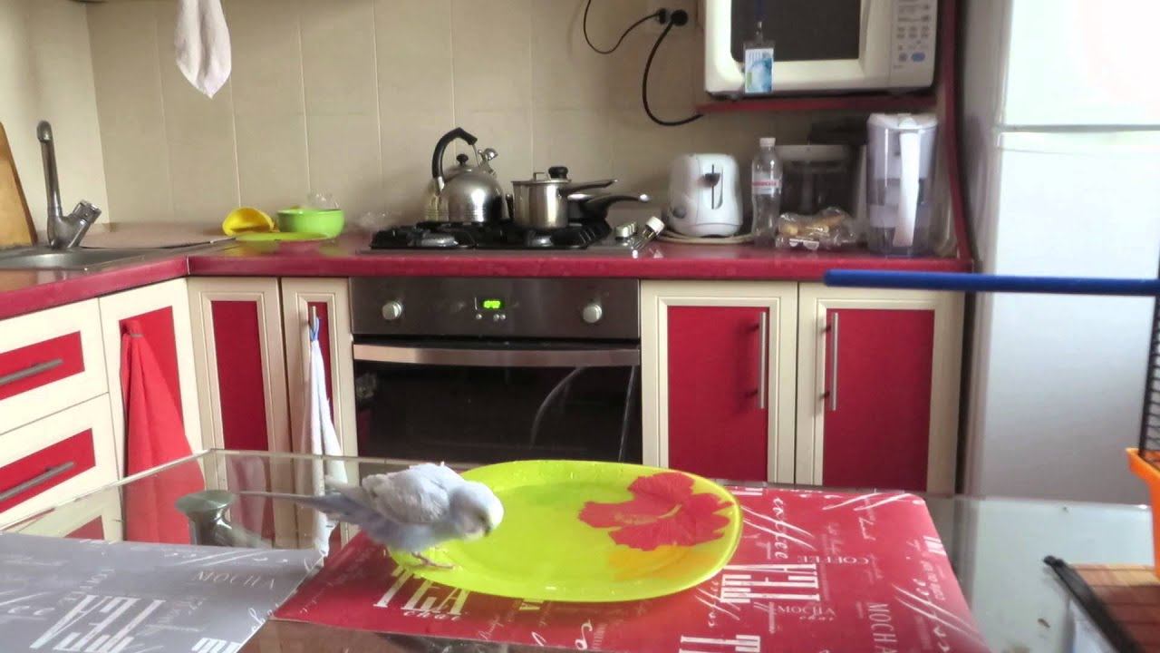 Как Тоша с Лаймой купались (до выхода из клетки).Vолнистик-TV смотреть онлайн