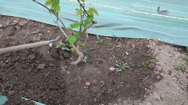 Виноградник в начале июня. смотреть онлайн