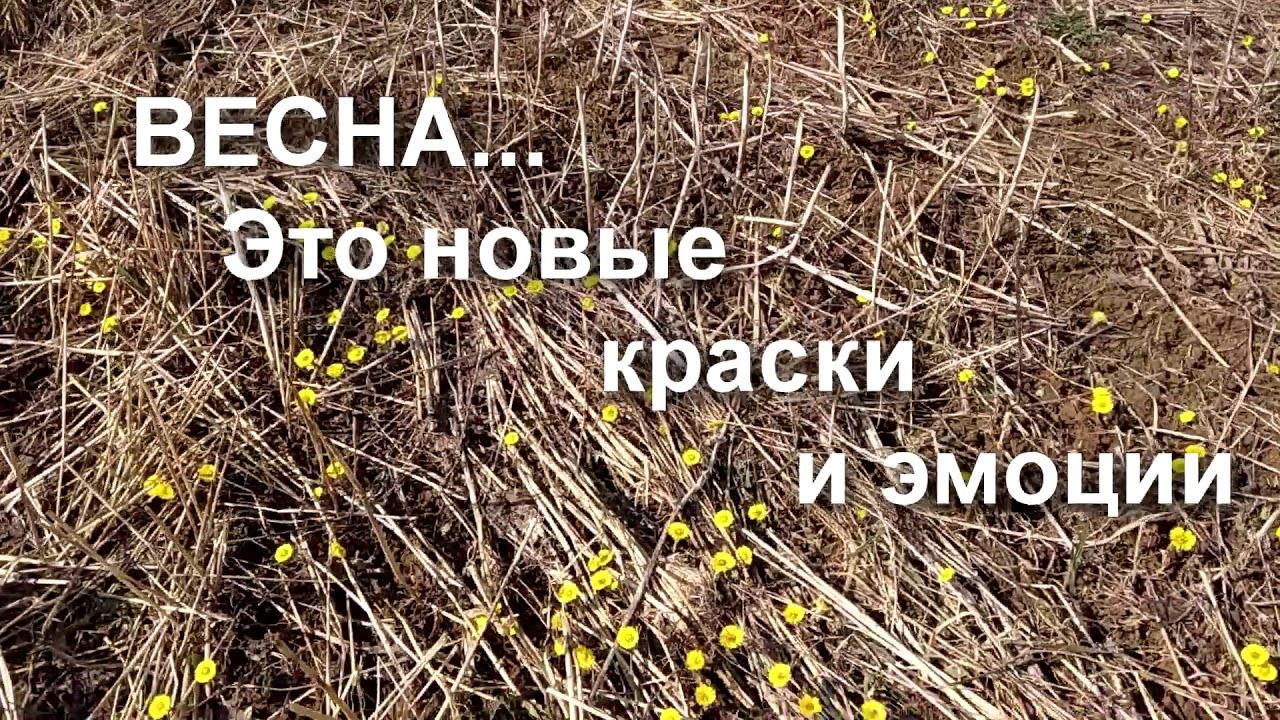 "Видеть, слышать, чувствовать природу", Канциял Екатерина, 521508 смотреть онлайн