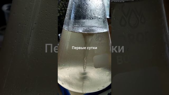 Наращивание полезных бактерий (сенной палочки")в домашних условиях смотреть онлайн