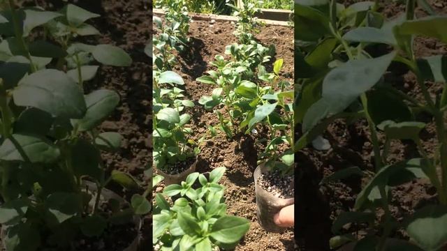 Львиный ЗЕВ(антириум)19.04.24 высадка в открытый грунт,коренастая рассада смотреть онлайн