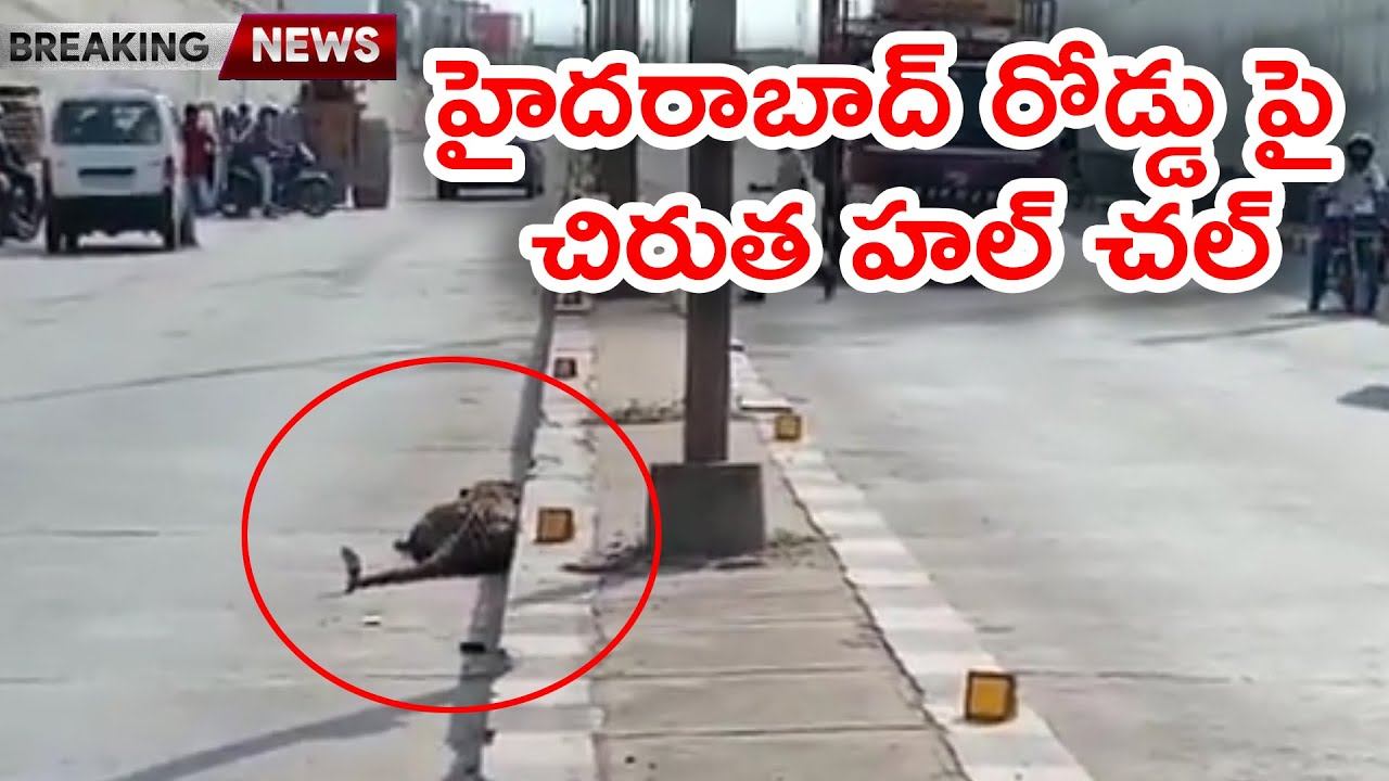 Leopard on Road looking some Injuries Hyderabad Kattedan Road смотреть онлайн