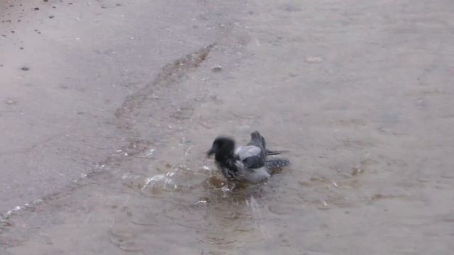 Петербургская ворона купается в холодной воде в ноябре смотреть онлайн