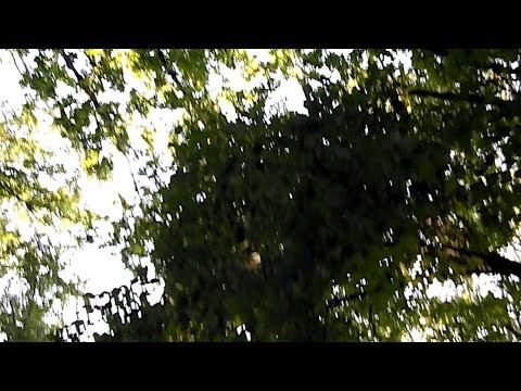 В Лесах Прохлада смотреть онлайн